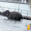 Слон избяга от пътуващ цирк и два часа държа жителите на швейцарския град Цюрих в паника. Хората се плашеха, защото не бяха виждали толкова голямо животно на свобода, споделил ветеринарят, който го заловил след два часа преследване.^^
